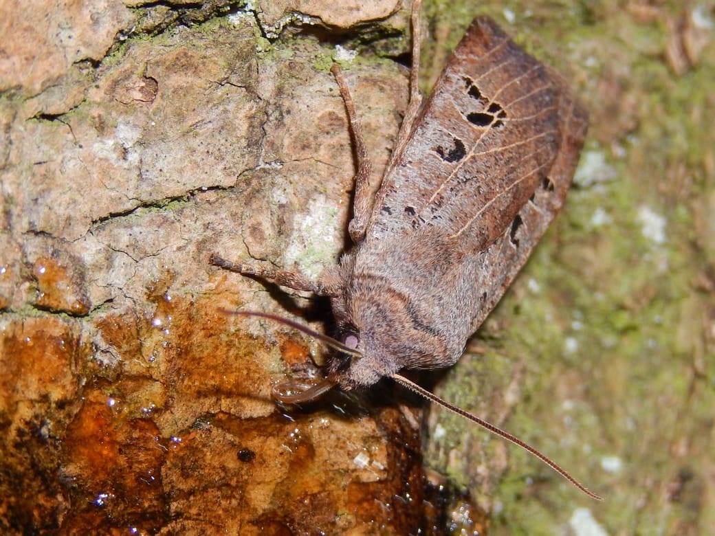 Kars Veling, op stroop